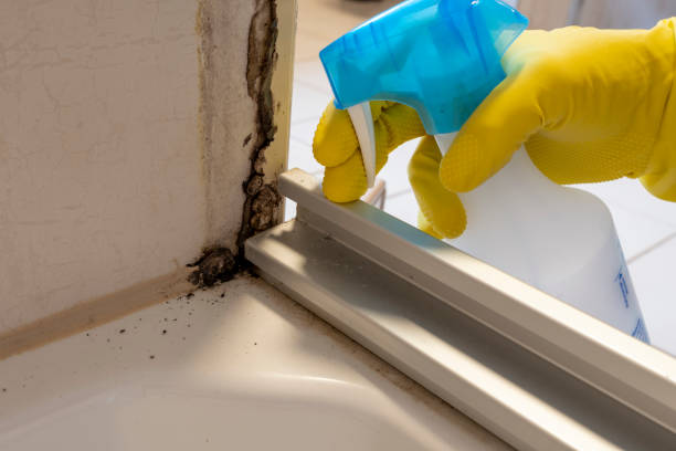 Trusted Hutchinson, KS Mold Remediation Experts