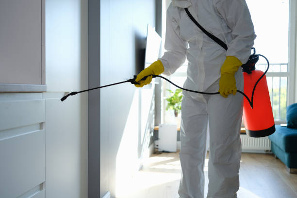 Best White Mold Remediation in Hutchinson, KS