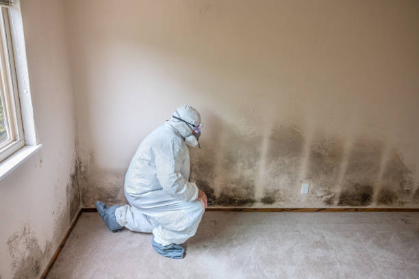 Best Mold Remediation for Schools in Hutchinson, KS